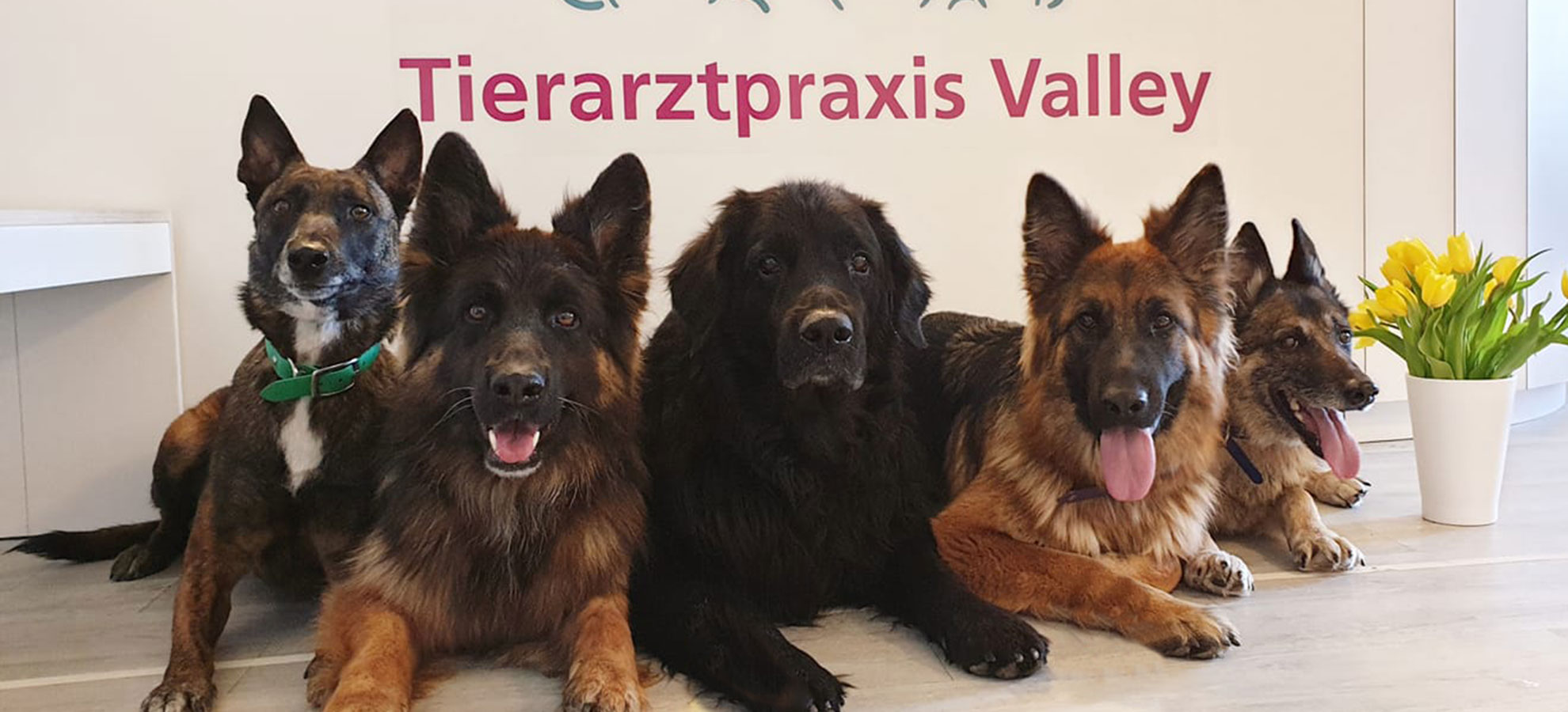 Tierarztpraxis-Valley-Kontakt